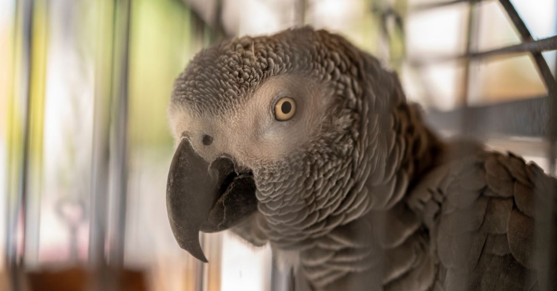 Guide: How to Bathe Your African Grey Parrot