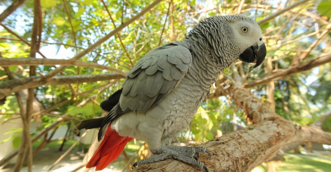 Winter Ideas for Your Pet African Grey