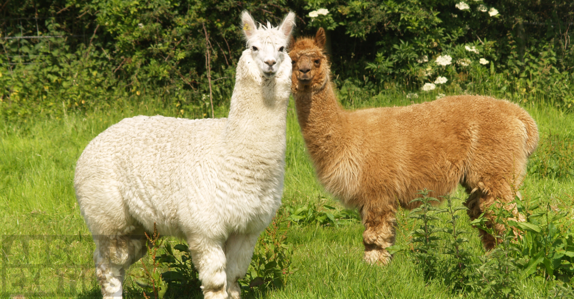 Toys for Your Pet Alpaca