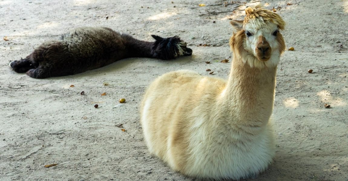 Understanding Your Pet Alpaca: A Comprehensive Guide