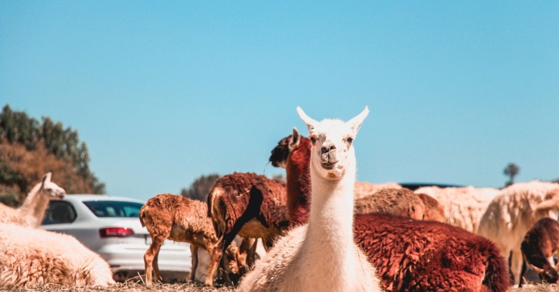 Things You Must Know About Your Pet Alpaca