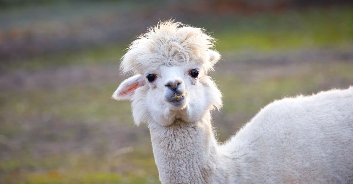 A Step-by-Step Guide to Bathing Your Pet Alpaca