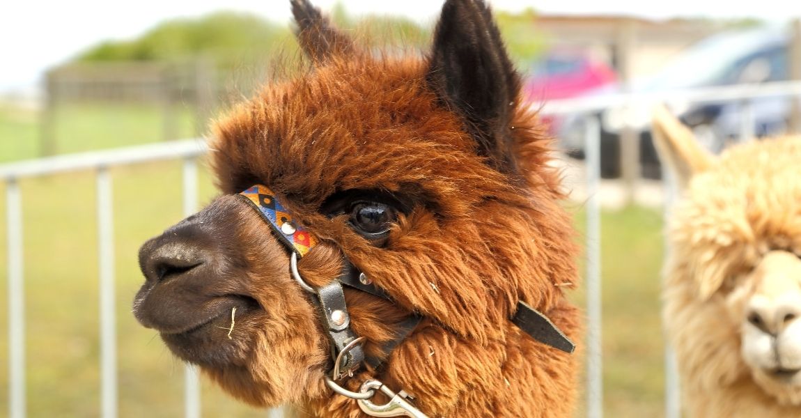 Understanding Strange Behavior in Pet Alpacas