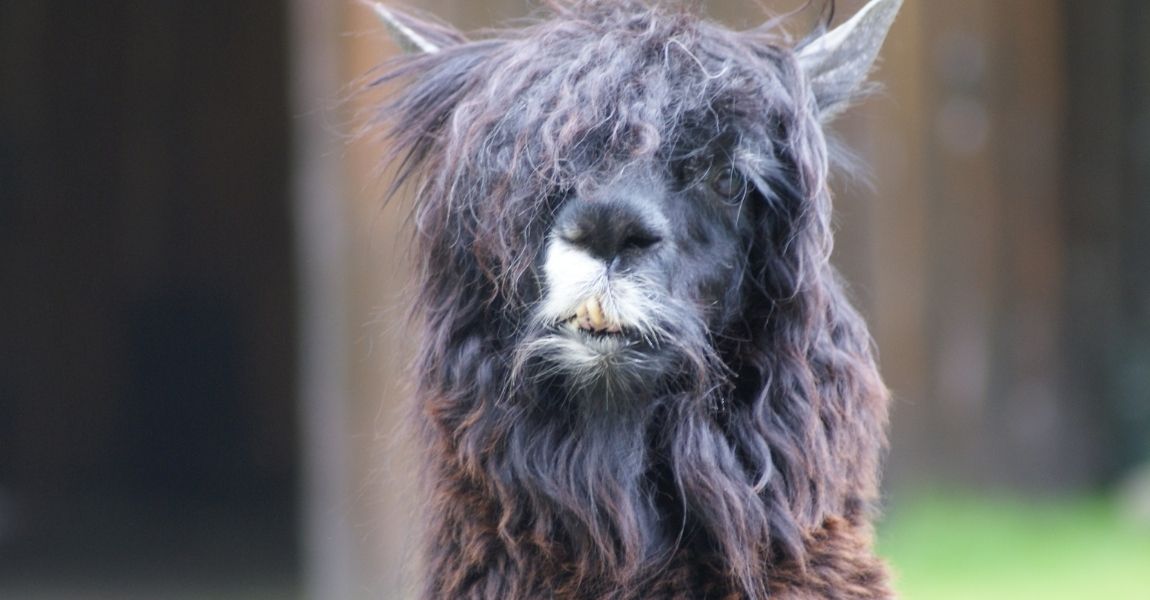 Winter Ideas for Keeping Your Pet Alpacas Happy and Healthy