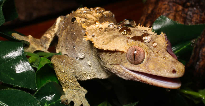 crested gecko