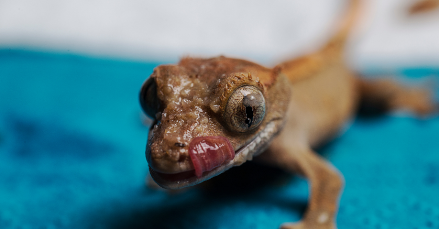 crested gecko