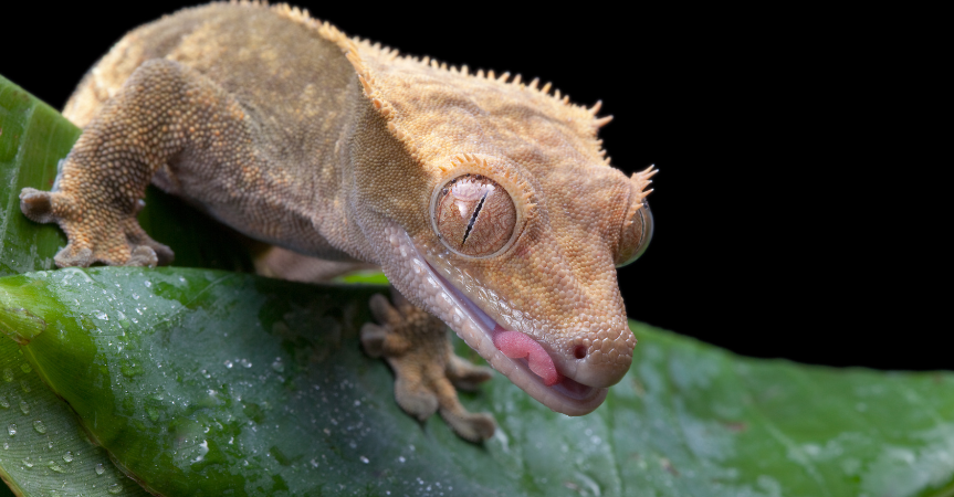 crested gecko