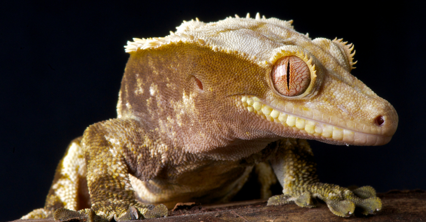 crested gecko