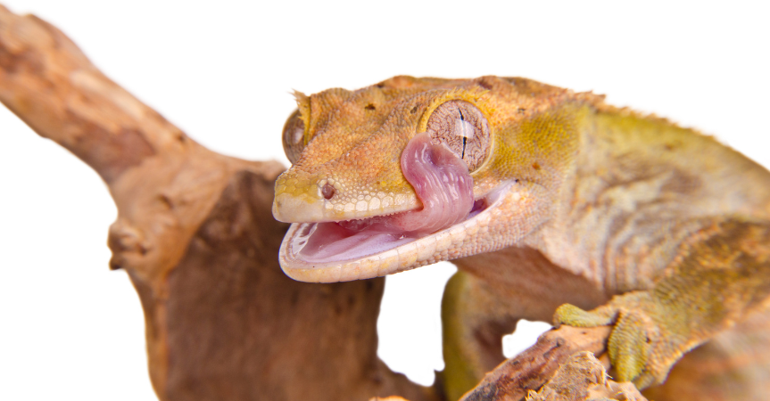 crested gecko 