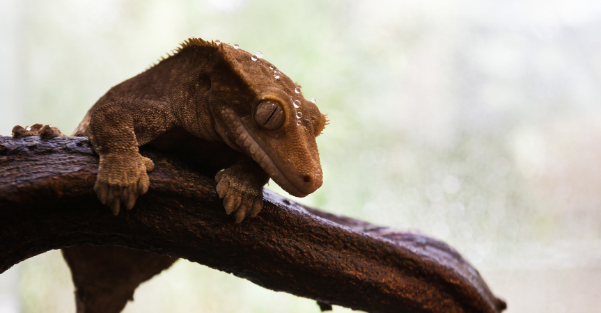 crested gecko