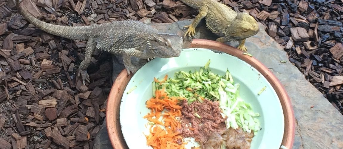 The Best Toys for Pet Bearded Dragons: Providing Enrichment and Entertainmen