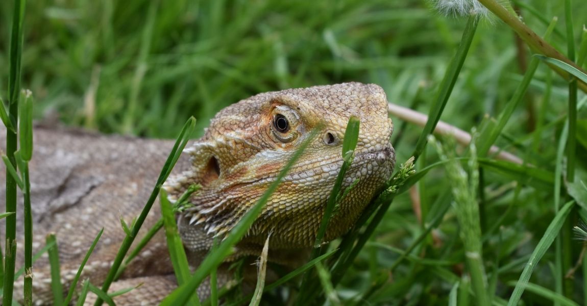 Understanding Your Pet Bearded Dragon: A Fascinating Reptilian Companion