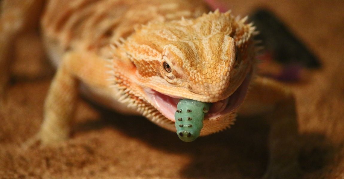 Things You Must Know as a Bearded Dragon Owner