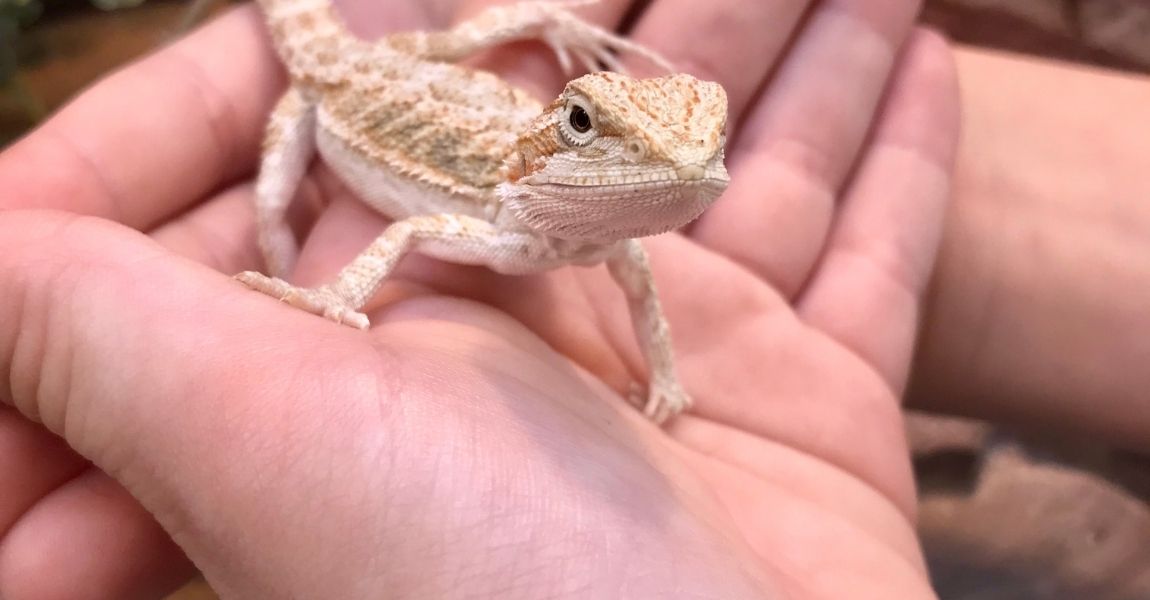 Understanding Weird Behavior of Bearded Dragons