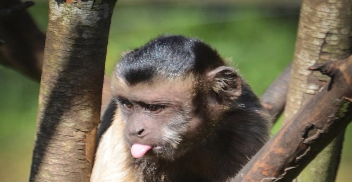 Marmoset Monkey