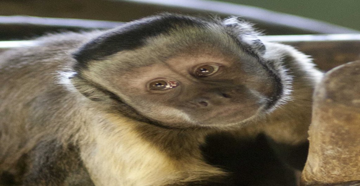 Capuchin Monkey