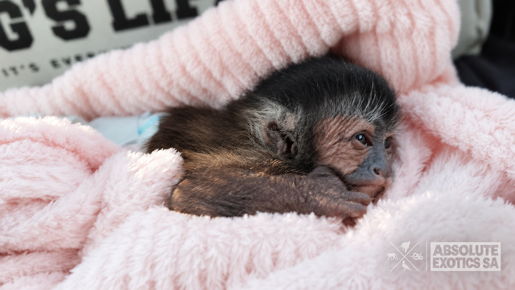Baby capuchin Monkey