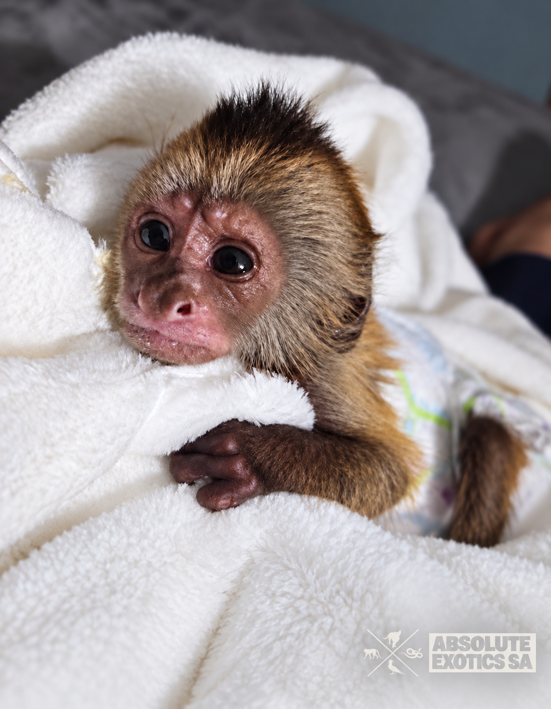 Baby  Monkey