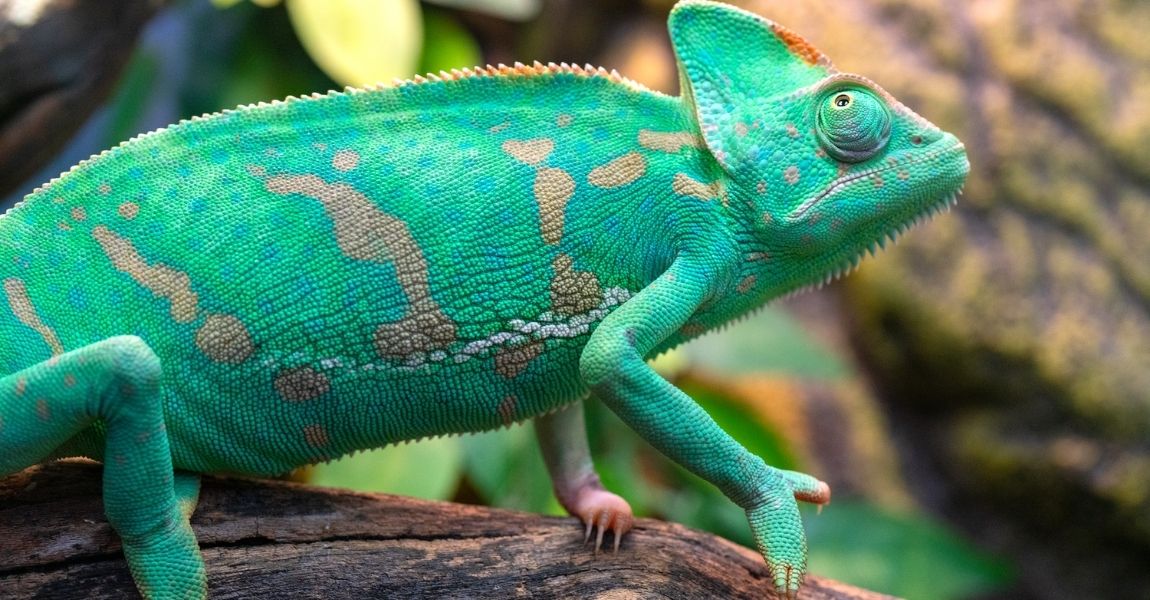 Toys for Pet Chameleons: Enhancing Their Environment and Well-being