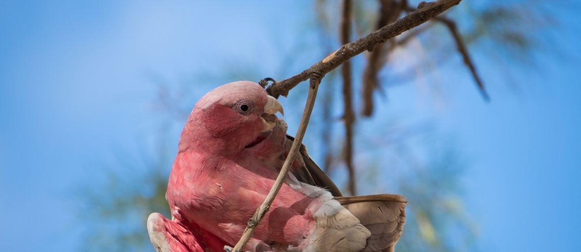 Understanding Your Pet Cockatoo