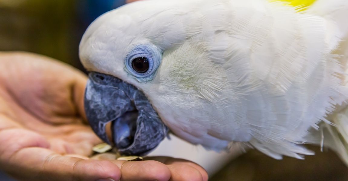 Step-by-Step Guide: How to Bathe Your Pet Cockatoo