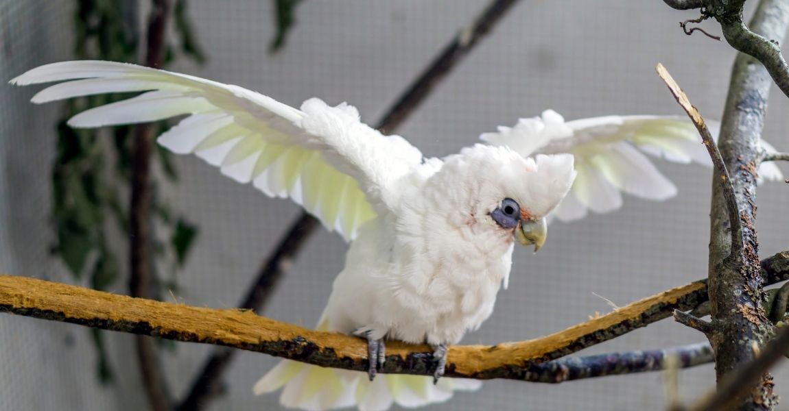 Things You Must Know About Your Pet Cockatoo