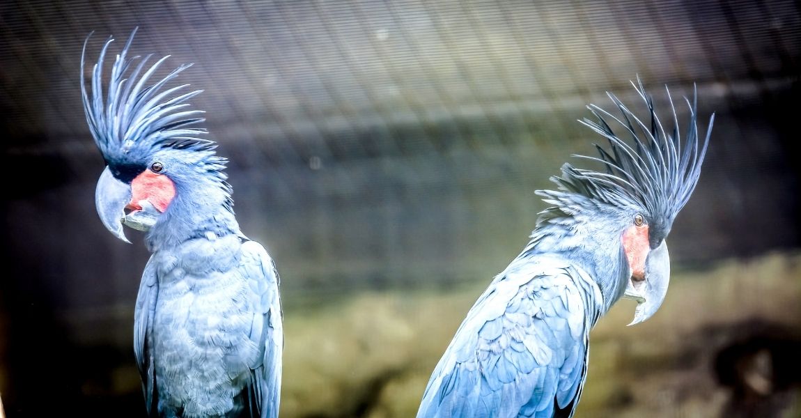Winter Ideas for Pet Cockatoos
