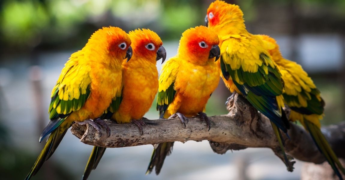 Understanding Your Pet Conure: A Guide to Building a Harmonious Bond