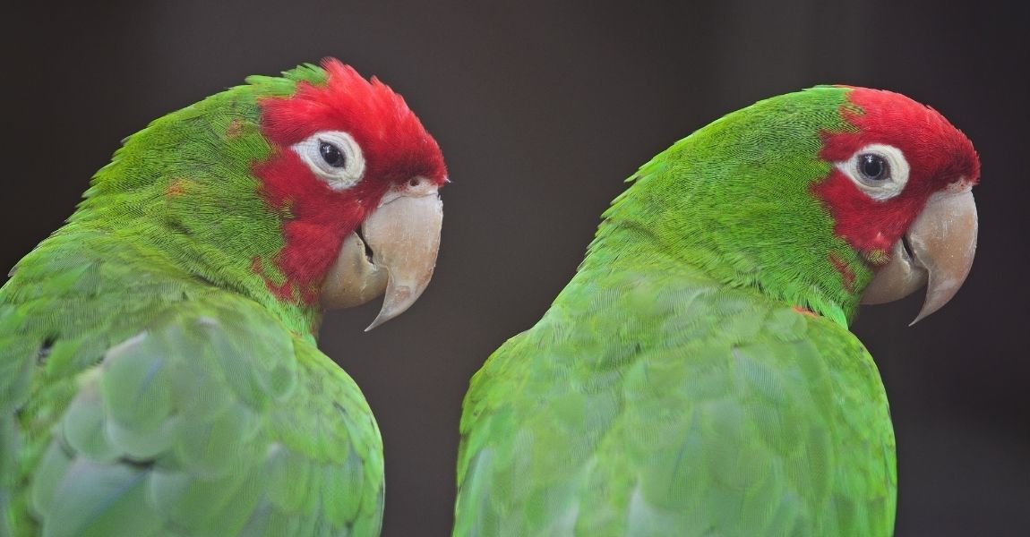 Winter Ideas for Your Conure: Keeping Your Feathered Friend Happy and Active