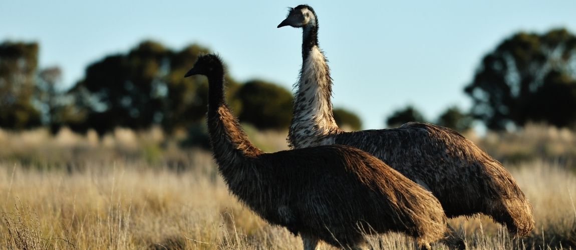 Understanding Your Pet Emu