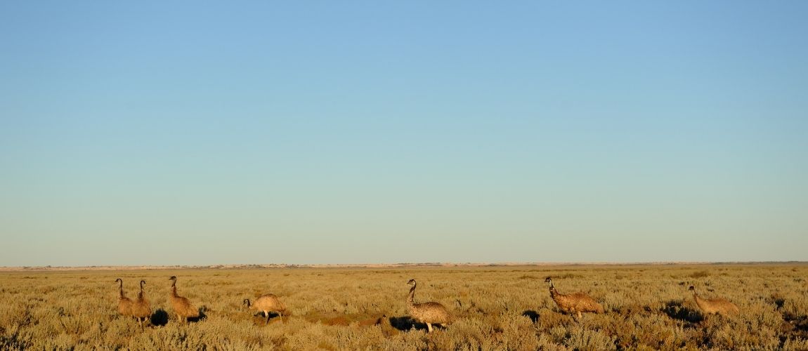 Things You Must Know About Your Pet Emu