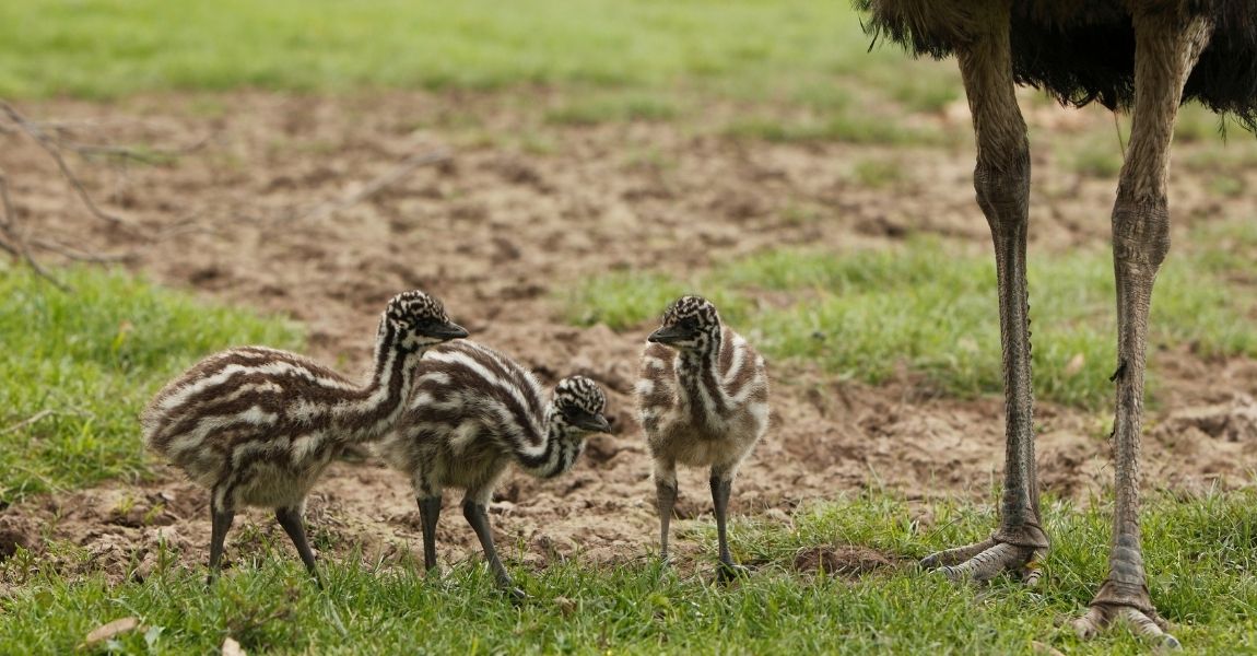 Winter Ideas for Pet Emus