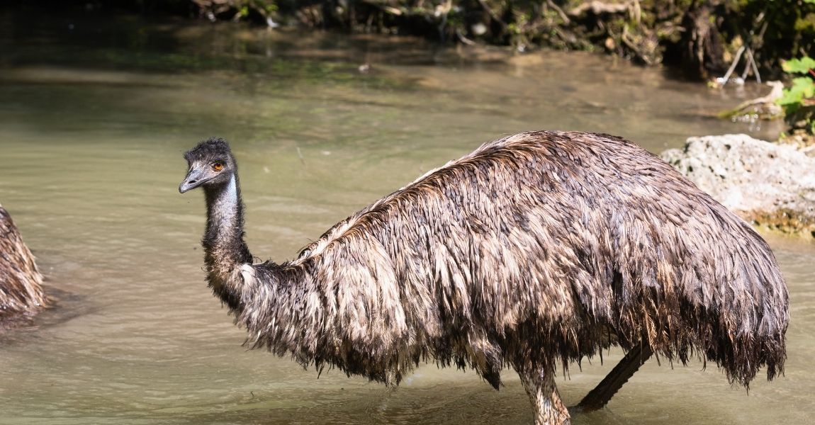 Step-by-Step Guide on How to Bathe Your Pet Emu