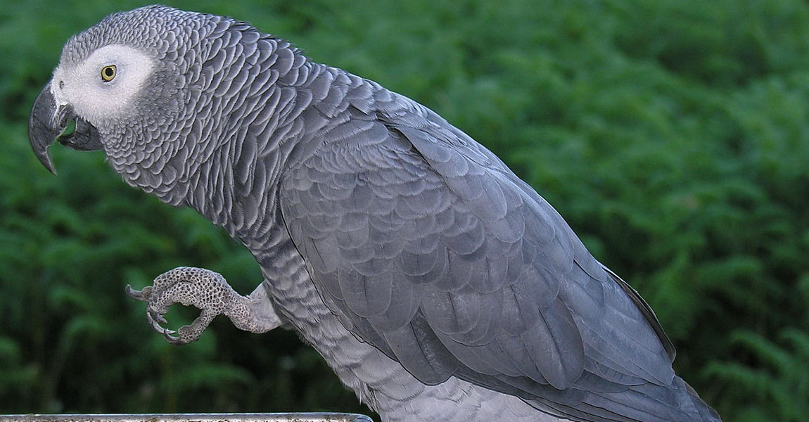 African Grey