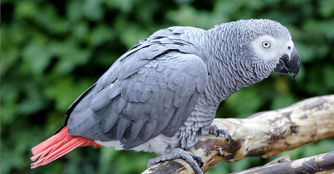 African Grey