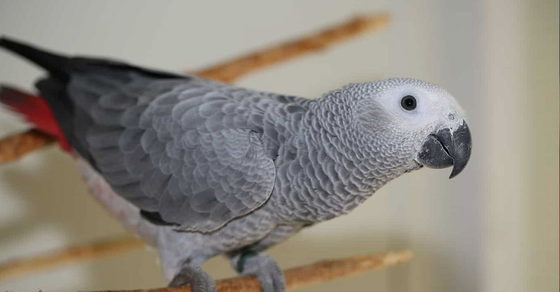 African Grey