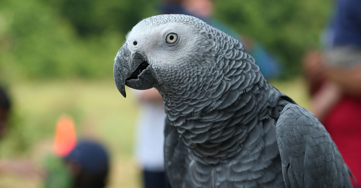 African Grey