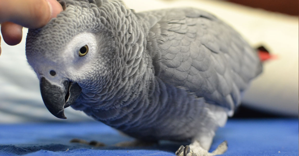 African Grey