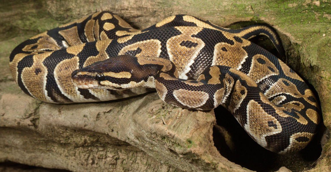 Ball Python