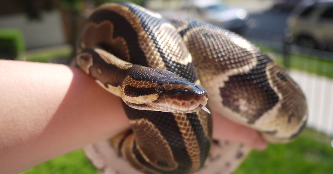 Ball Python