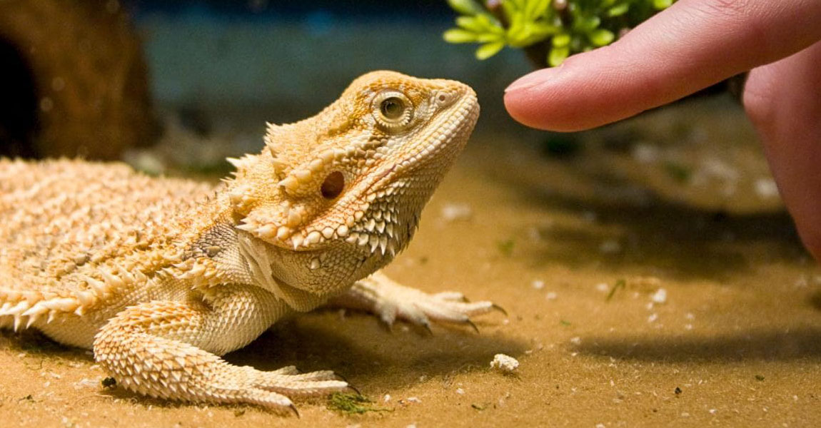 Caring For Your Pet Bearded Dragon