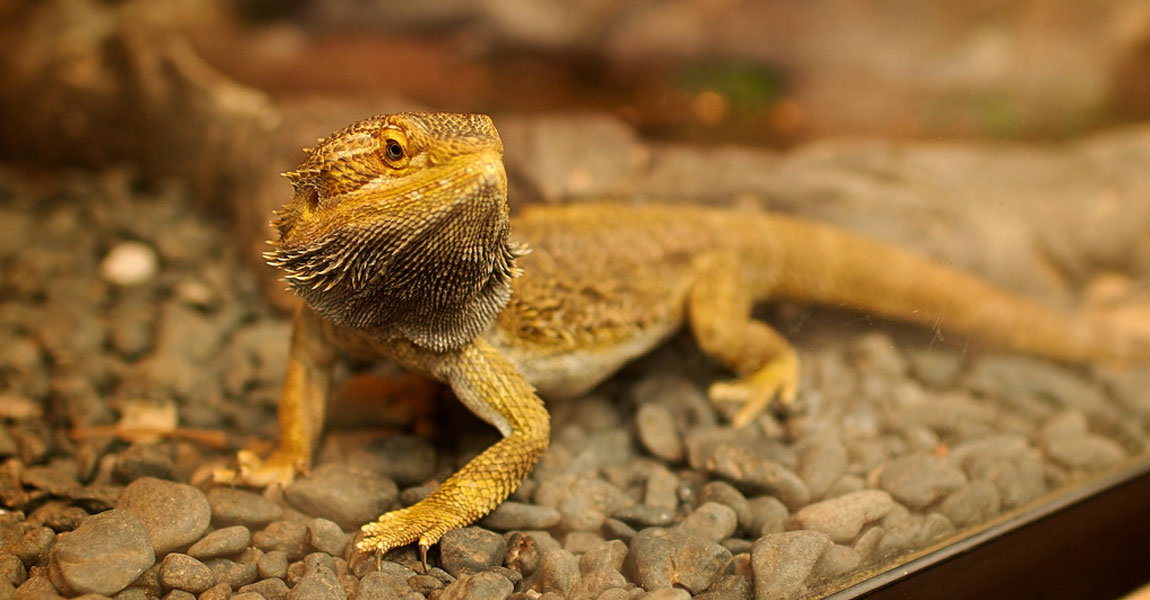 Bearded Dragon