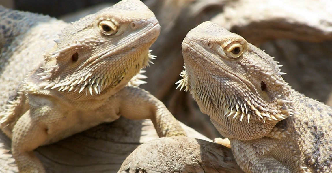 What do Bearded Dragons Eat?