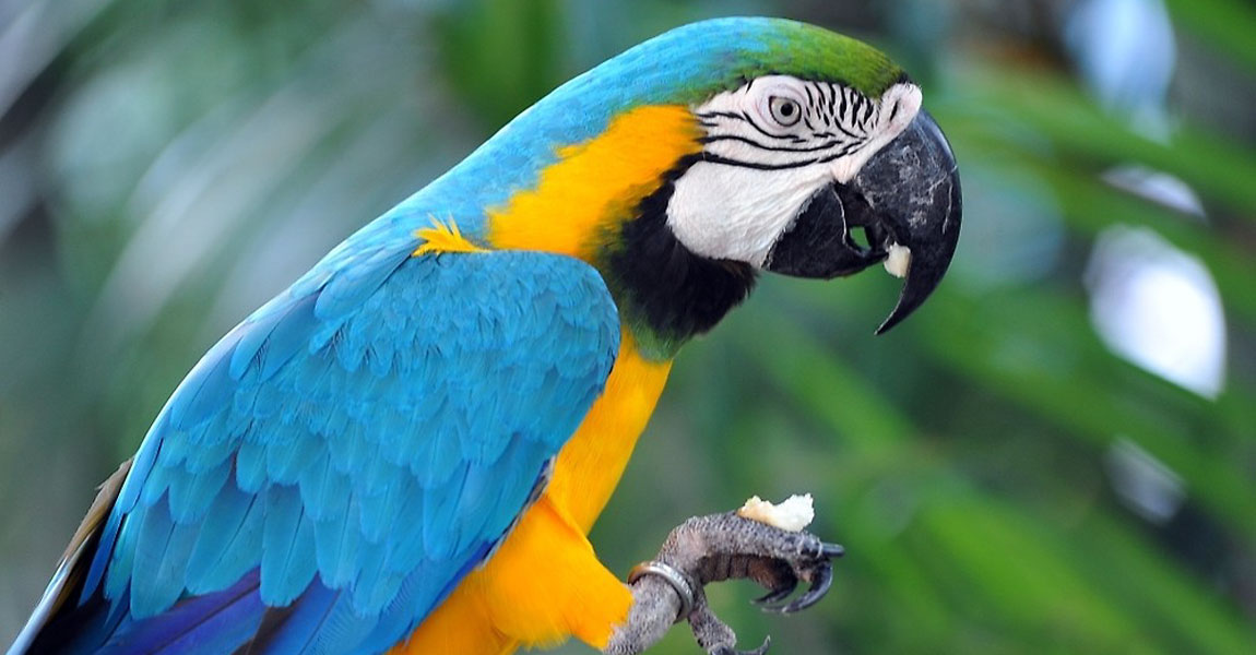 Macaw