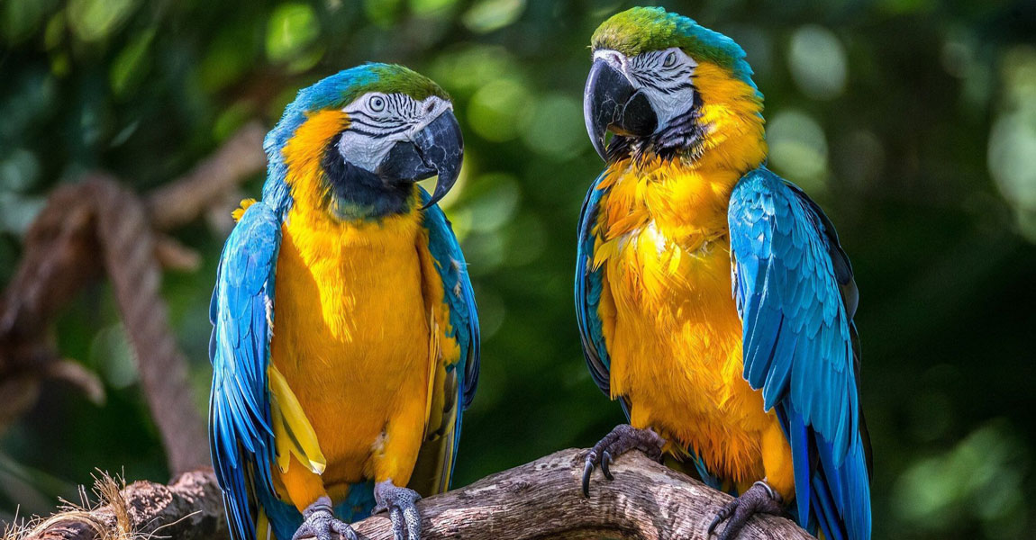 Macaw