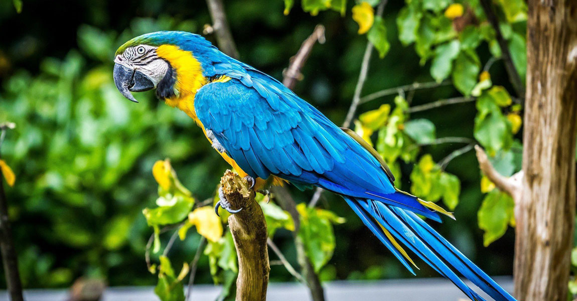 Macaw