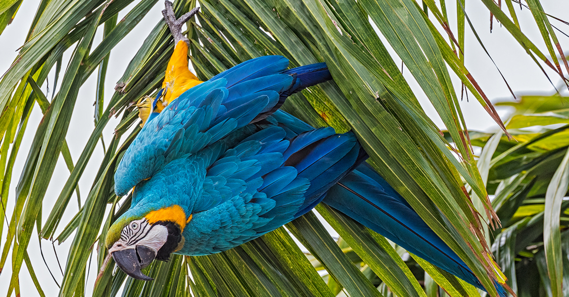 Macaw