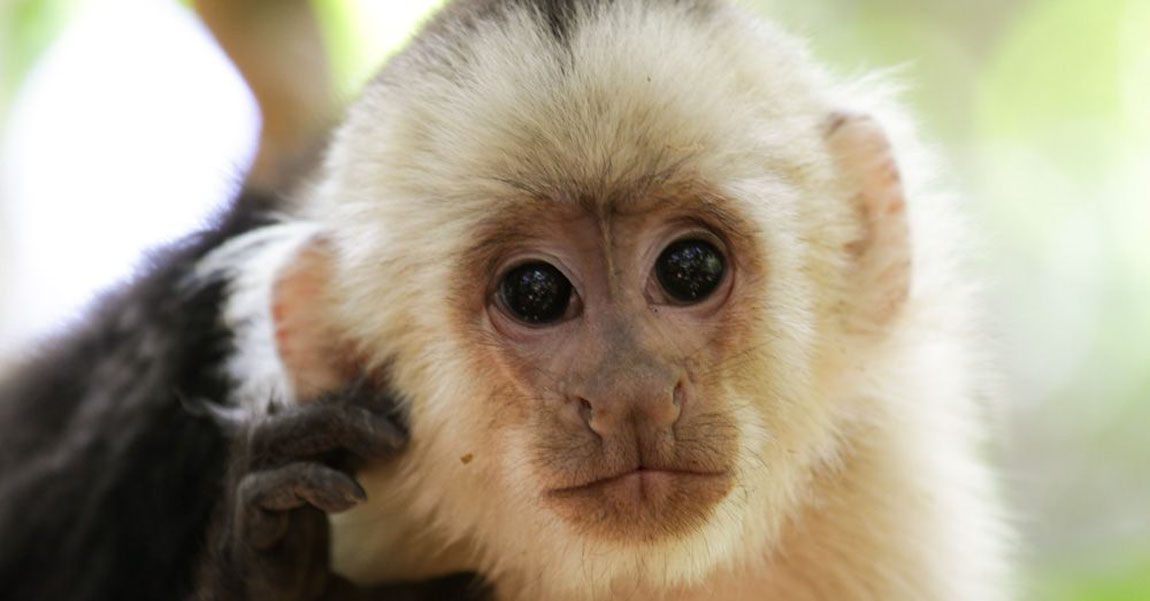 Capuchin Monkey