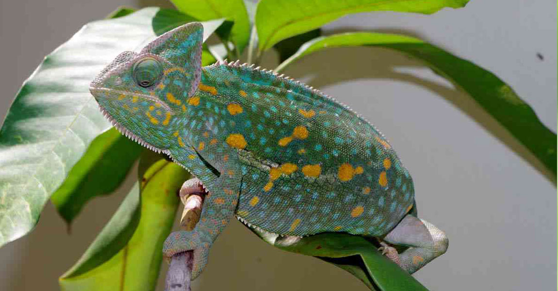 Chameleon