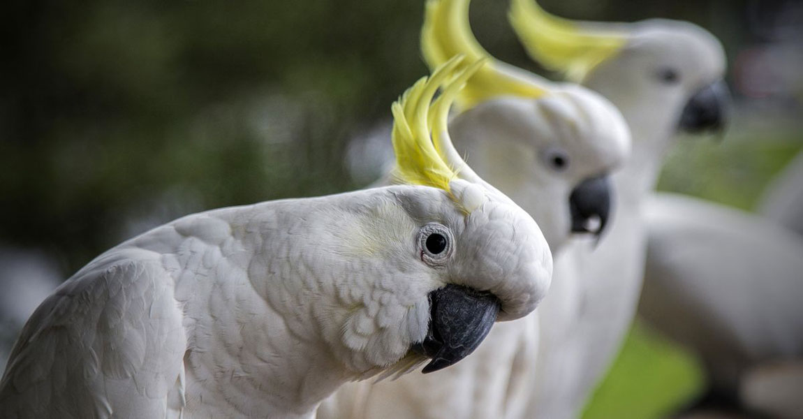 Cockatoo